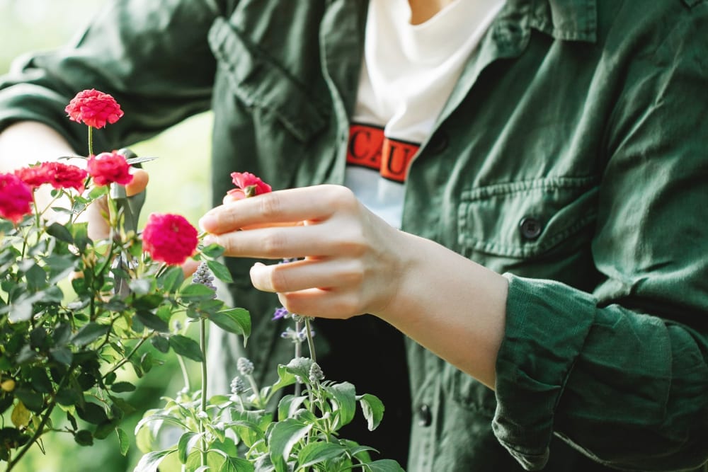 Close-up of a person pruning an outdoor flowering plant