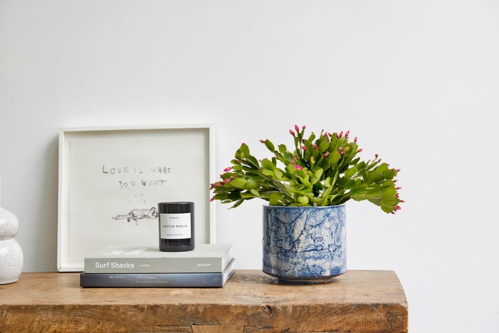 Pink flowering Christmas cactus in a blue fractured pot on a table in a dining room