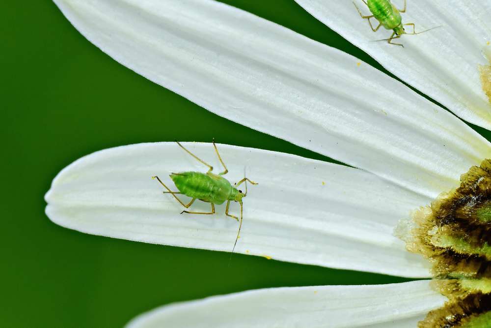 An small green-coloured aphid on a white petal of a flower.