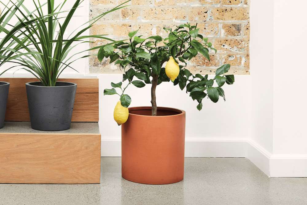 A potted lemon tree, next to some steps inside of a house.