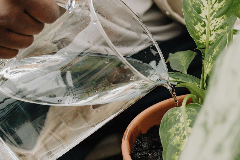 A person watering an outdoor plant in a terracotta pot with a glass jug.