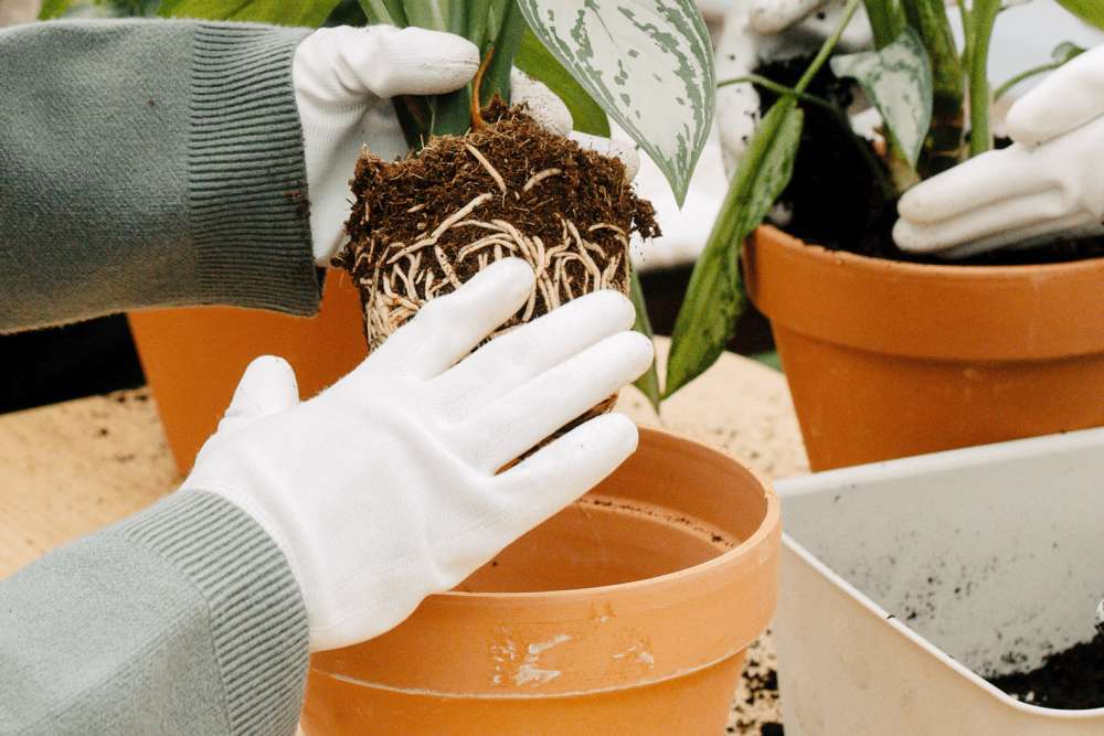 A person wearing white gloves pulling a plant out of its nursery pot, exposing the roots.