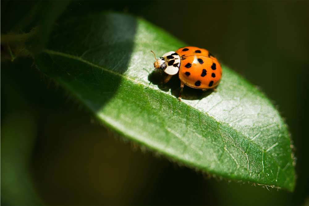 A ladybug on a small green leaf.