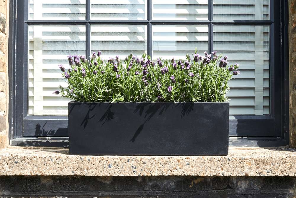 Lavender planted in a charcoal grey coloured concrete window box.