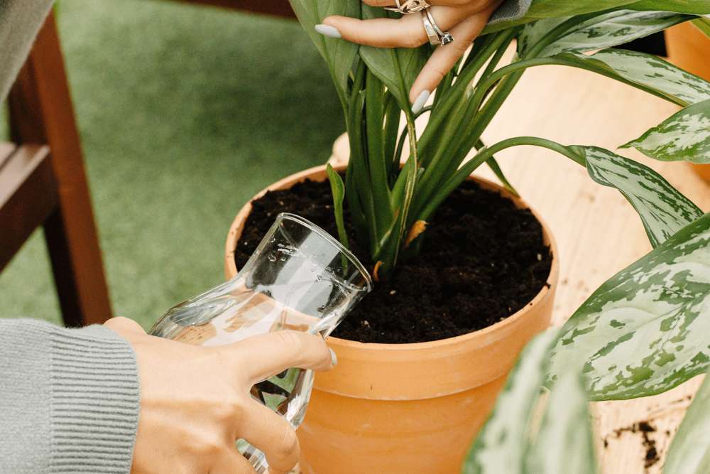 A person holding an outdoor potted plant so that the soil is exposed, pouring in some water from a small glass jug.