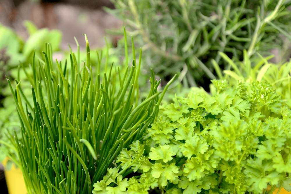 A small planted garden with a mixture of plants and herbs.