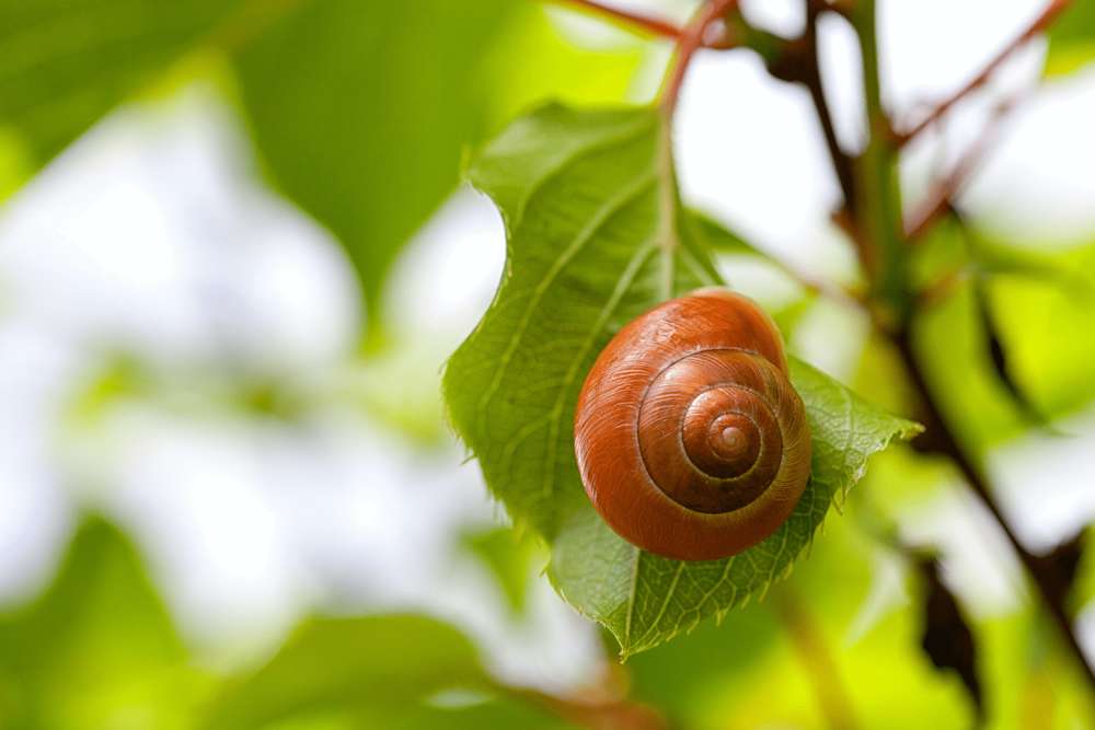 A small snail stuck onto a new leaf