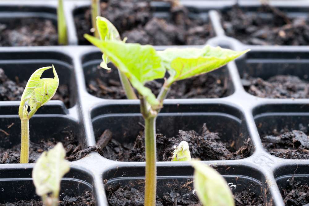 A new leaf from a growing runner bean planted in a nursery pot of soil