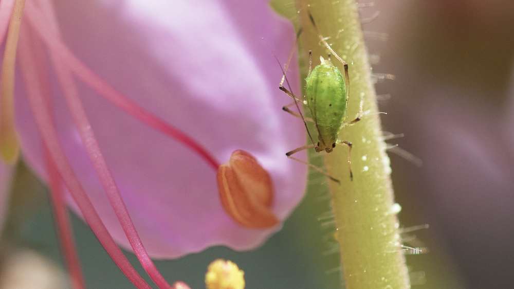 Aphid on an outdoor flowering plant