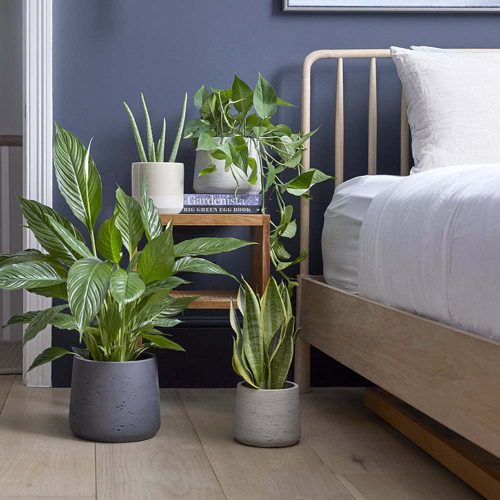 Plants for the Bedroom 