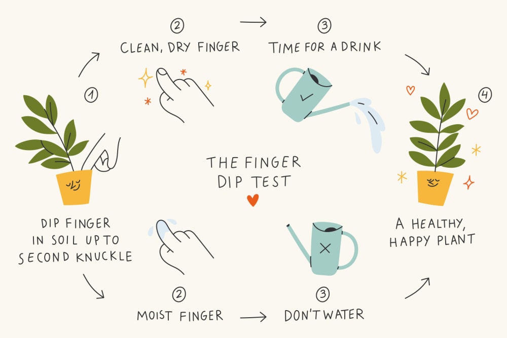 Patch finger dip test illustration. Dip your finger into the soil and water your plant if the finger comes out dry.