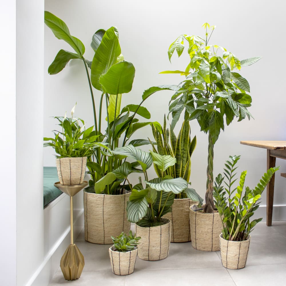 10 Best indoor plants