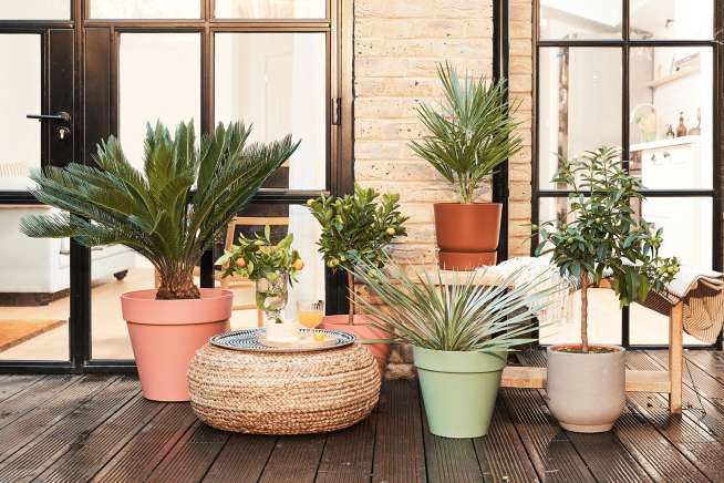 A group of outdoor plants in pots, such as ferns and fruit trees, placed in front of a large patio door.