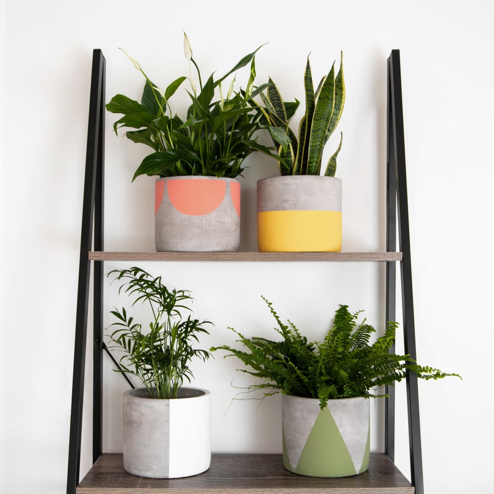 Everything you need to know about plant pots