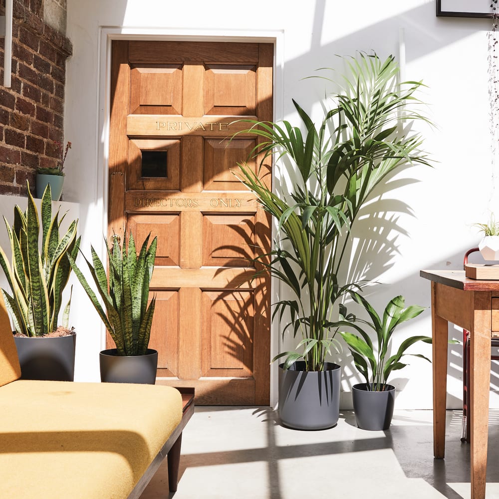 Plants for home offices